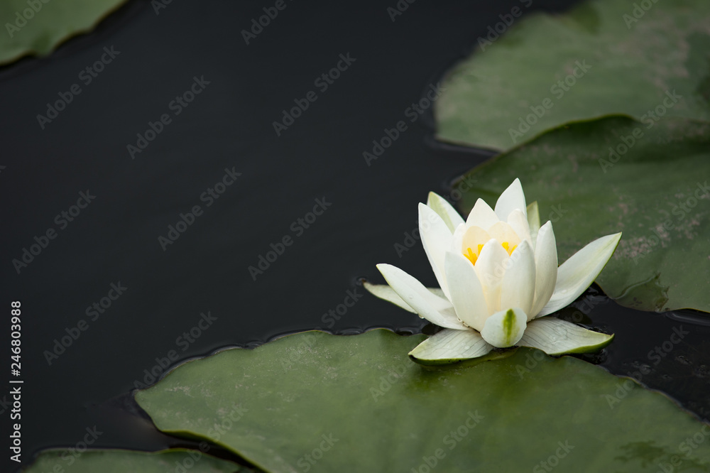 water lily on dark background in the water water lily on dark background in the water