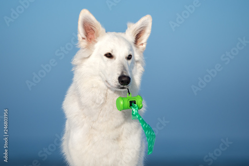 white shepherd dog holding waste bags container in her mouth
