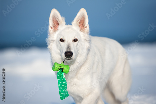 white shepherd dog carries waste bags container in her mouth © otsphoto