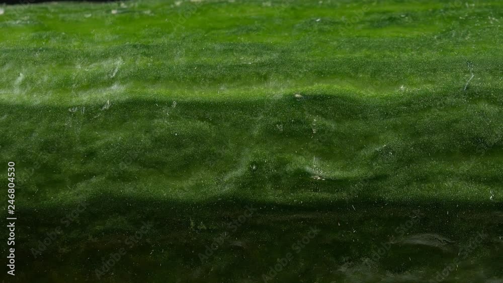 green Cucumber close-up texture green Cucumber close-up texture