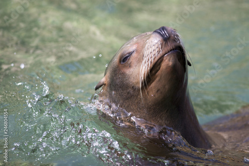 Female Californian sea lion swimming