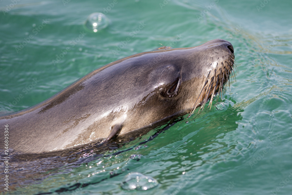 Obraz premium Female Californian sea lion swimming