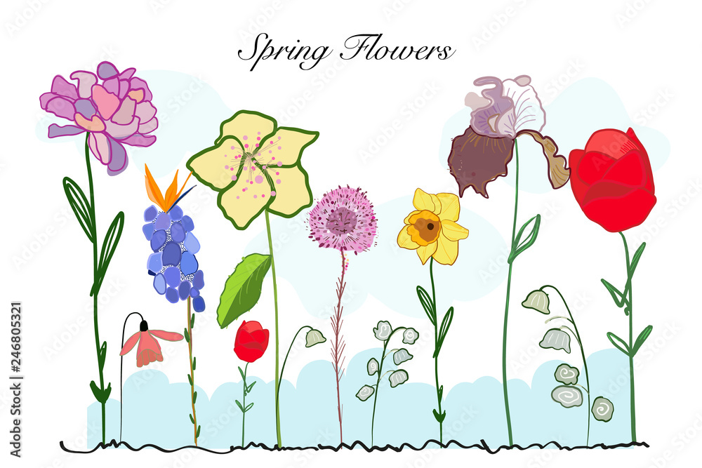Spring time colorful doodle flowers. Iris, Narcissi and tulip flower background - obrazy, fototapety, plakaty 