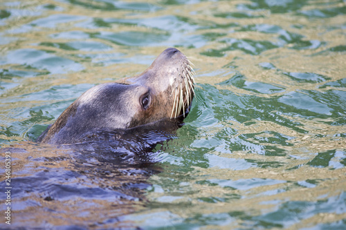 Male Californian sea lion swimming