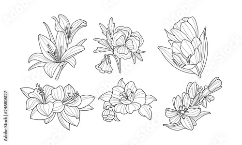 Fototapeta Naklejka Na Ścianę i Meble -  Set of beautiful blooming flowers. Garden plants in linear style. Nature theme. Hand drawn vector illustrations