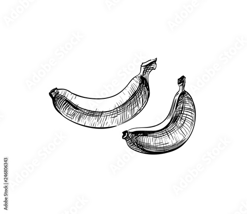 Bananas Logo hand drawn strokes and lines sketch. Eco Icon Design. Tropical Fresh juicy Fruits for Packaging and labels of juices, desserts, cosmetic. Vitamin Organic Vegetarian Food, Isolated vector