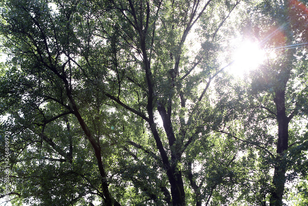 Fototapeta premium Arboles al sol