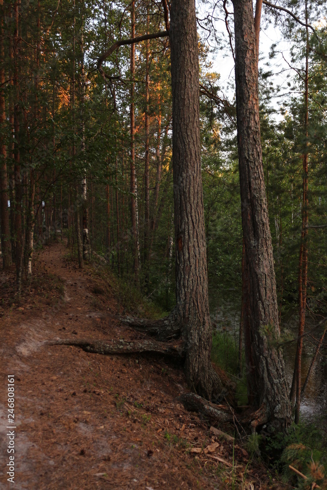 footpath in the evening forest
