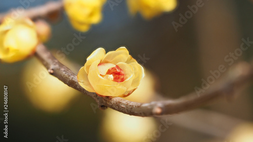 Macro of the flower of Chimonanthus, wintersweet, genus of flowering plants in the family Calycanthacea photo