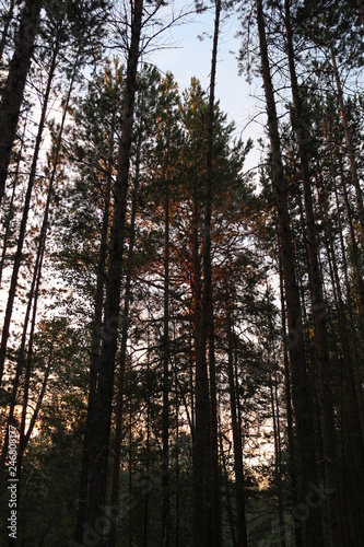 evening in coniferous forest