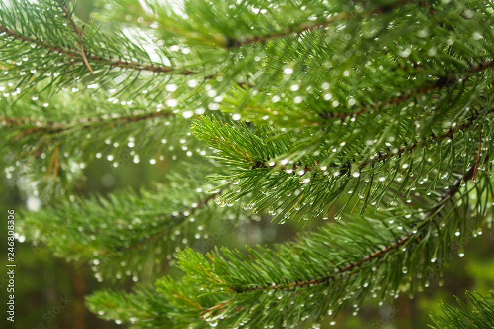 wet pine branch after the rain wet pine branch after the rain