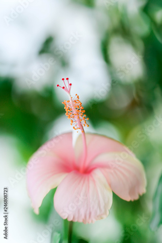 Flowers carpel nature soft focus closeup blur background pollen, Hibiscus pink and white flower.