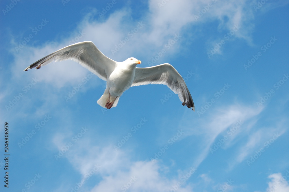 Fototapeta premium segelnde Möwe