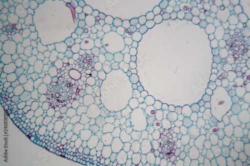 Vászonkép Water lily (nymphaea) stem under the microscope