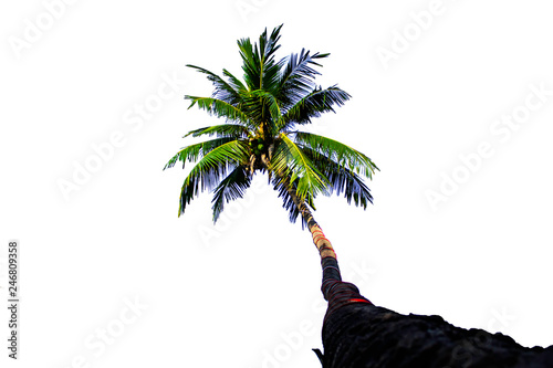 Isolated coconut trees on a white background with clipping path.