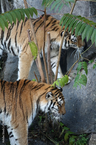 Zwei Tiger