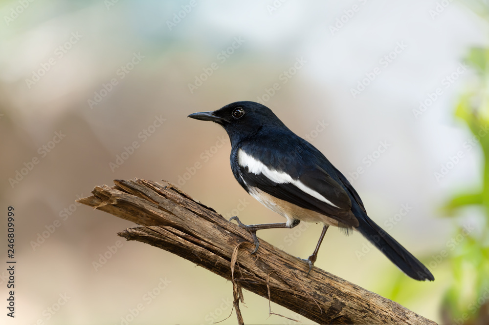 Charming bird in black and white color ,closeup. Oriental Magpie Robin male bird perching on broken branch with natural blurred background. Charming bird in black and white color ,closeup. Oriental Magpie Robin male bird perching on broken branch with natural blurred background.