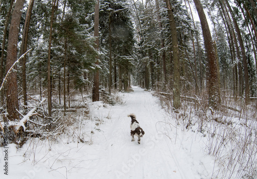 Hunting dog English springer spaniel runs along the trail in the winter forest