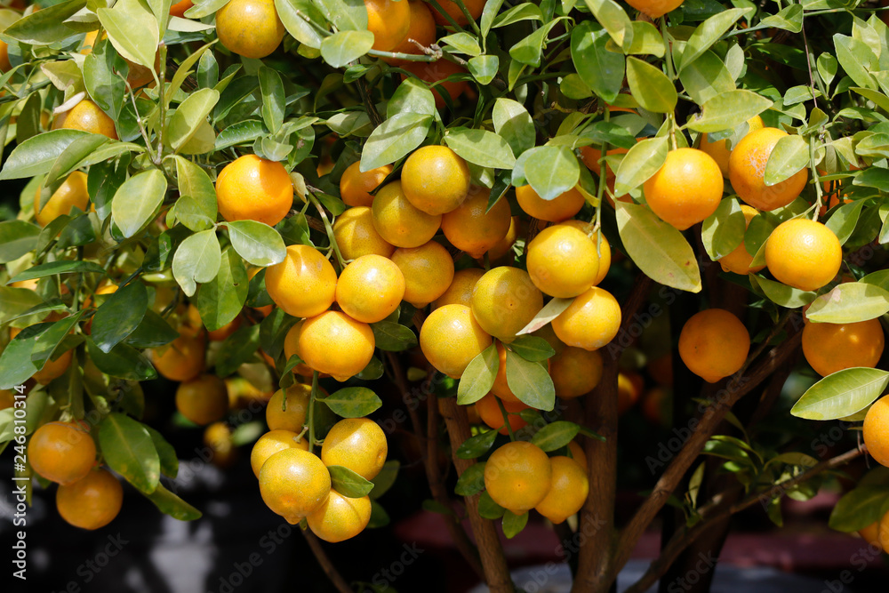 Yellow kumquat on tree Yellow kumquat on tree