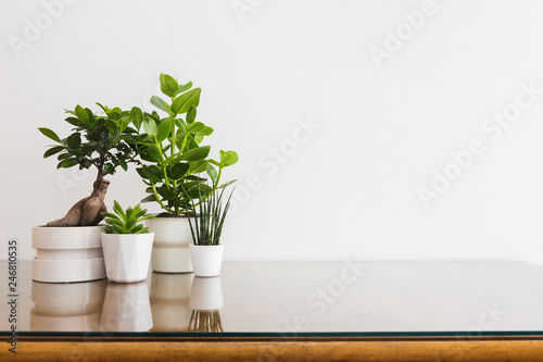 Stylish interior filled of plants in designed white flower pots against white empty wall