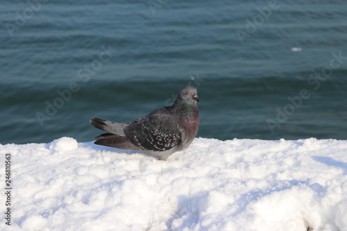  Dove on the pier 2