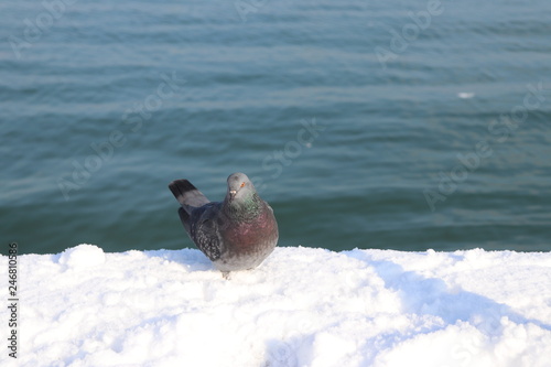  Dove on the pier