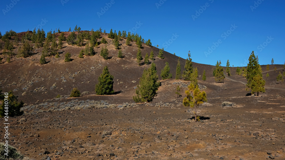 Montana Samara in Teide National Park, one of the most unusual volcanic landscape with views towards Pico del Teide, Pico Viejo, Las Cuevas Negras and open pine forests, in Tenerife, Canary Islands