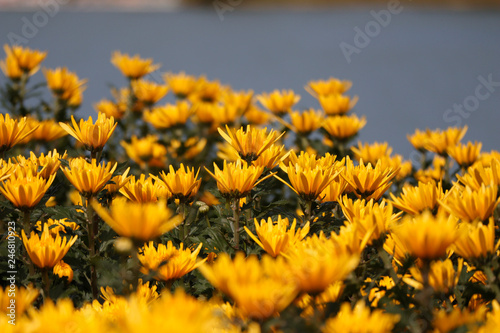 Chrysanthemum blossomming in sunlight photo