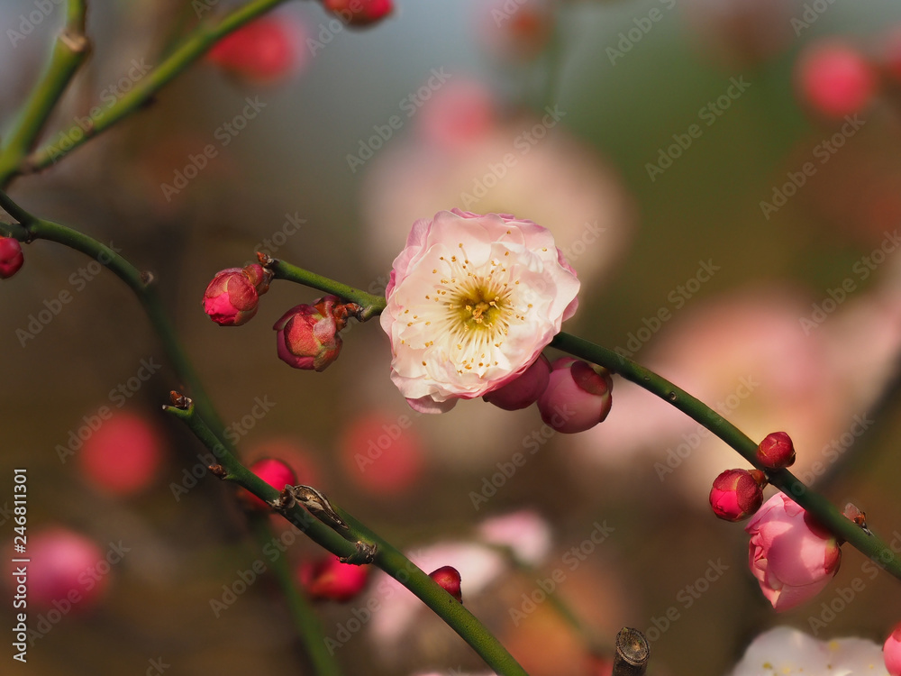 Flowers in spring series: plum blossoming in spring, it is the only remaining last winter flower, is the earliest blooming flower in spring. It shows struggle and pride.