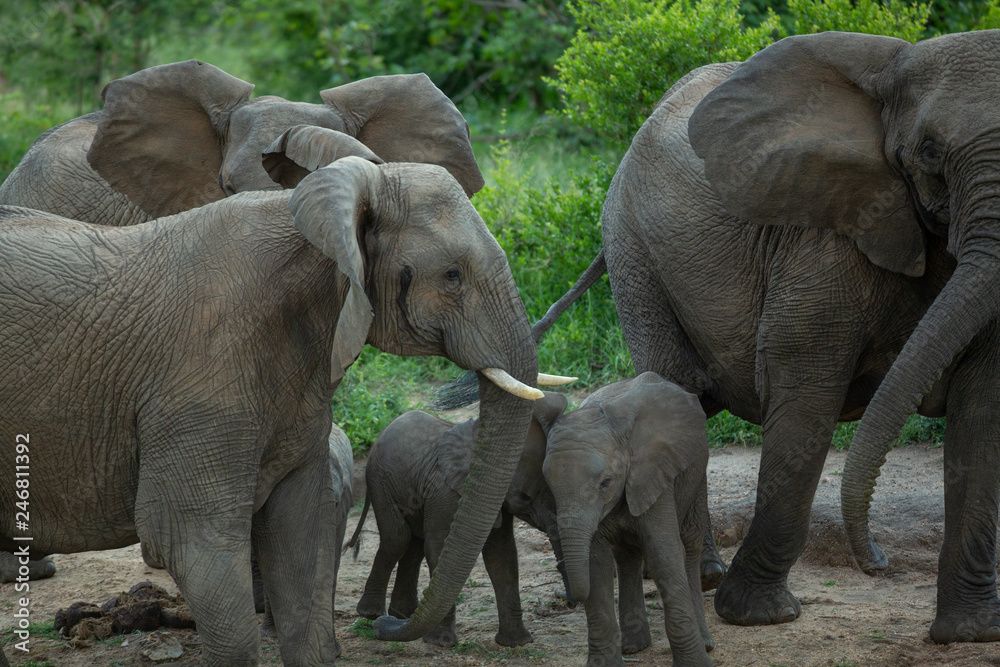 Fototapeta premium Elephant herd at a drinking hole