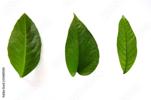 Green leaves on white background. - Image