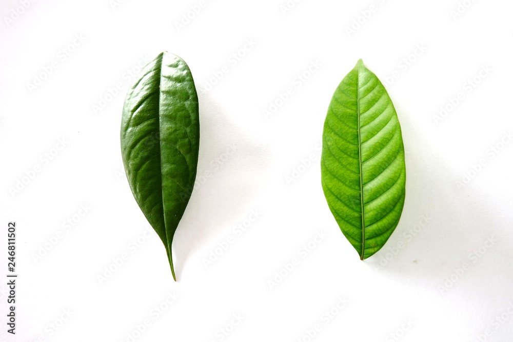 Obraz premium Green leaves on white background. - Image