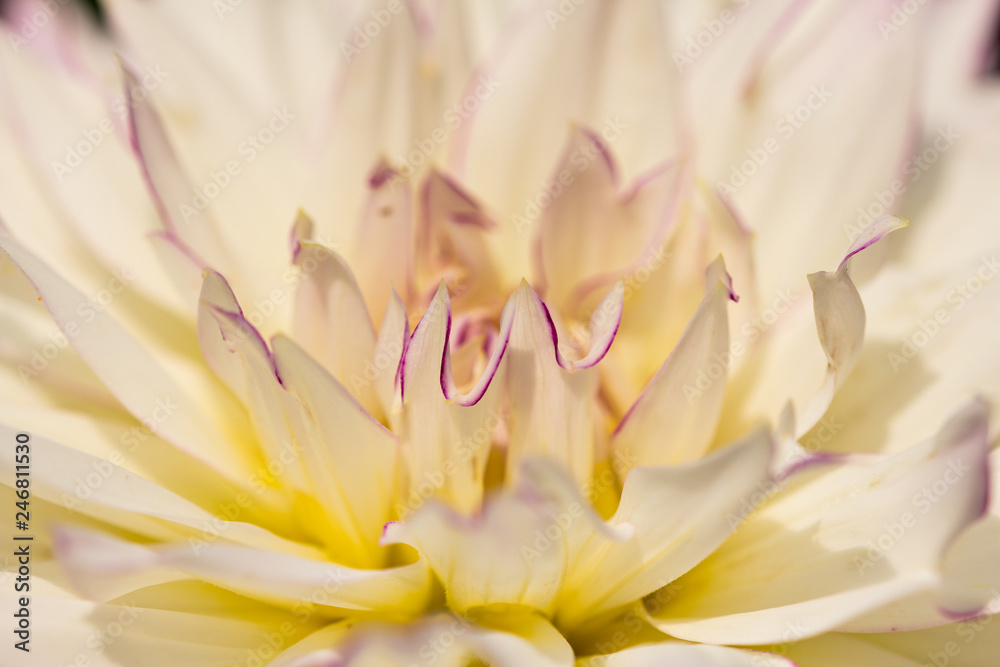 Fototapeta premium Blossom