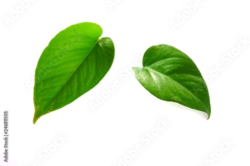 Green leaves on white background. - Image