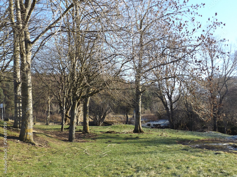 Obraz premium trees in park