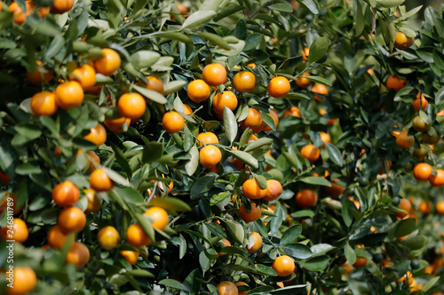 Yellow kumquat on tree