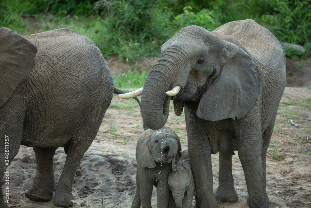 Fototapeta premium Elephants at the waters edge