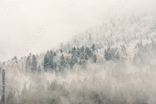 Winter in the Carpathians. A snow-capped mountain forest © Szymon Bartosz