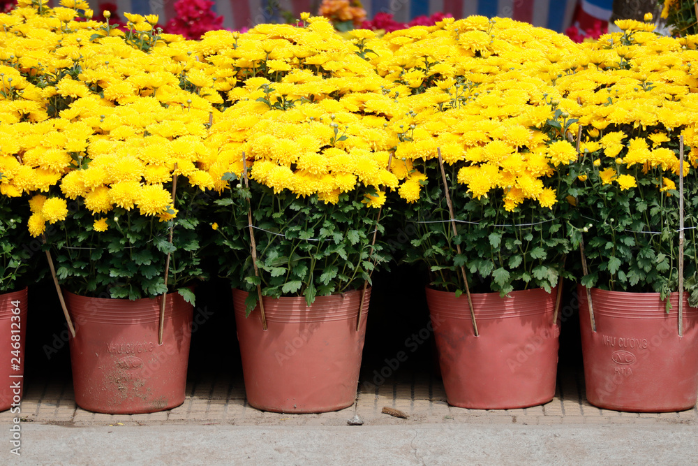   Marigold selling in Vietnam market