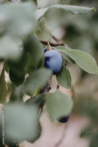 Plaume, Pflaumenbaum, Obstbaum, Ast, Obstgarten, blau, grün, violett, lia, green, blue, Obast, Ernährung, Natur, Baum, Lebensmittel photo