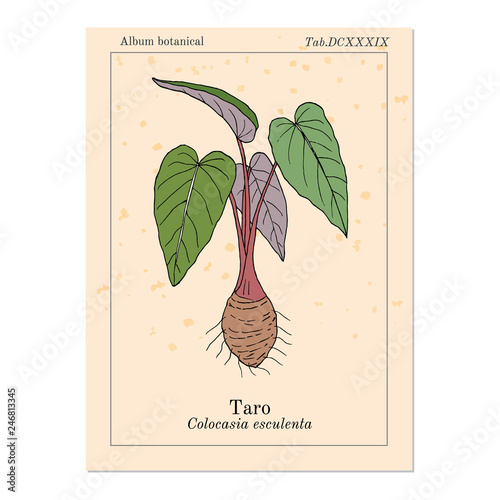 Taro Colocasia esculenta , eatable and medicinal plant