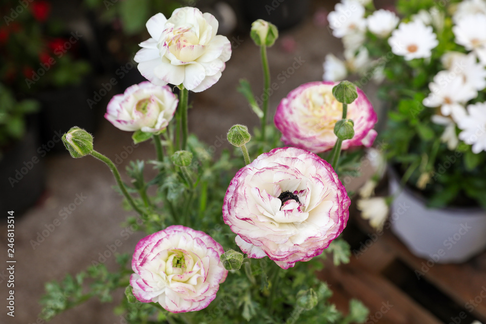 White and purple-rimmed persian buttercup flowers or Ranunculus asiaticus, close-up. White and purple-rimmed persian buttercup flowers or Ranunculus asiaticus, close-up.