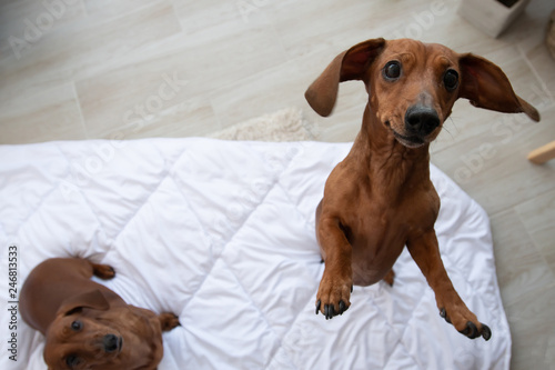 Two cute dachshund sits on white blanket and looking up