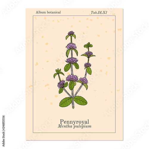 Pennyroyal Mentha pulegium , medicinal plant