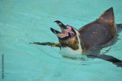Photo Penguin swimming