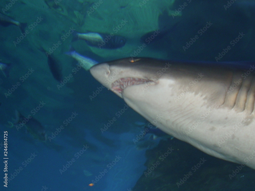 Naklejka premium Wasser, Tiere, Fische