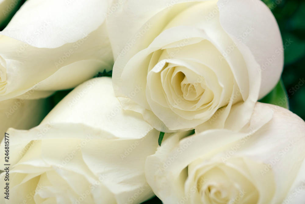 White Rose. A bouquet of delicate roses on a white background. Place for text, close-up. Romantic background for spring holidays. White Rose. A bouquet of delicate roses on a white background. Place for text, close-up. Romantic background for spring holidays.