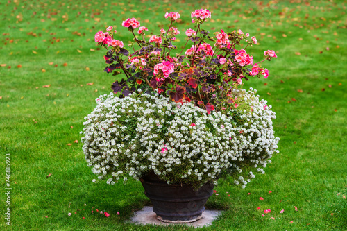 Fototapeta Naklejka Na Ścianę i Meble -  white and red flowers in pot in the park