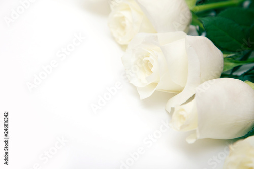 White Rose. A bouquet of delicate roses on a white background. Place for text, close-up. Romantic background for spring holidays.