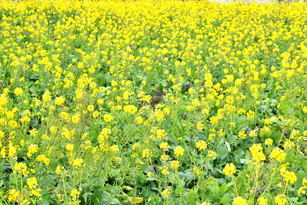 Fototapeta premium 南伊豆の菜の花畑